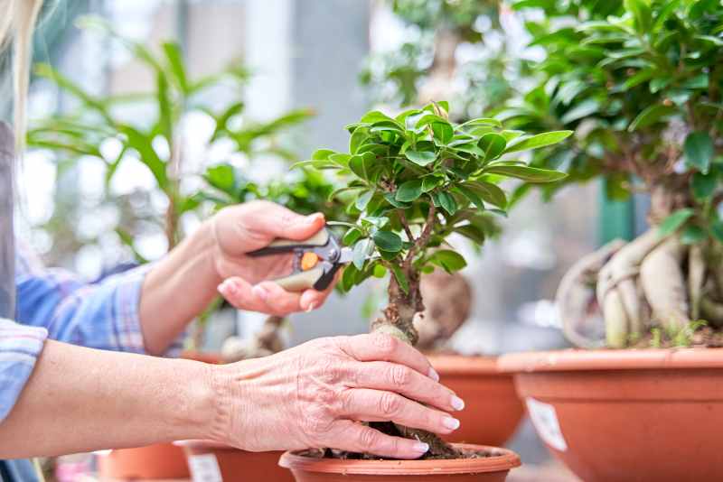 Quel est le meilleur moment pour tailler ses plantes d’extérieur en pot ? IM2E