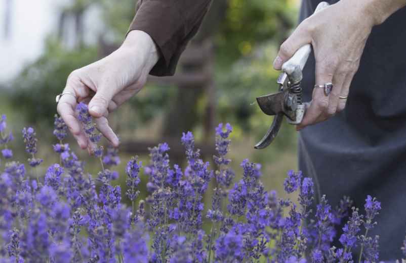 Quand faut-il effectuer les deux tailles annuelles de la lavande ? IM2E-Habitat
