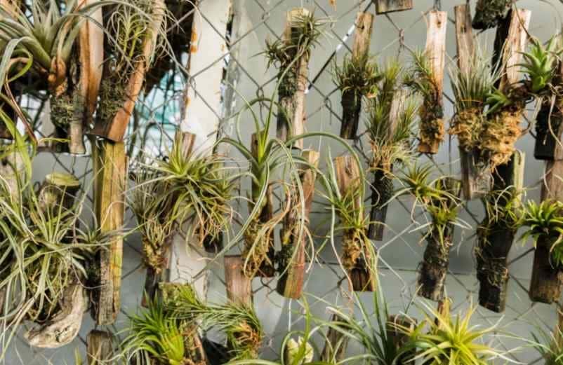 Intégrer des plantes pour une déco vivante et naturelle IM2E Habitat