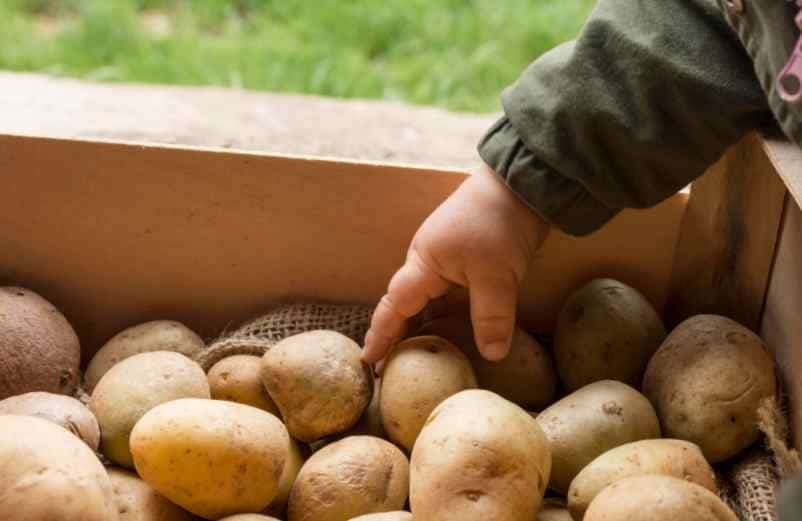 Quand ramasser les patates douces au jardin pour une récolte abondante et savoureuse ? IM2E Habitat