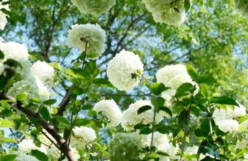 Quel paillage pour encourager la floraison de vos hortensias ? IM2E Habitat