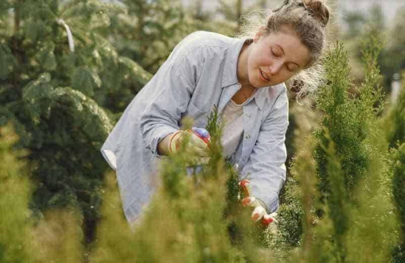 Cuisiner les mauvaises herbes IM2E Habitat Cuisiner les mauvaises herbes IM2E Habitat