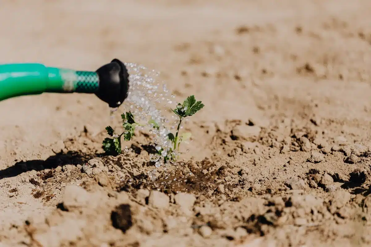 Arrosage lent et progressif au pied des plantes après une période sèche
