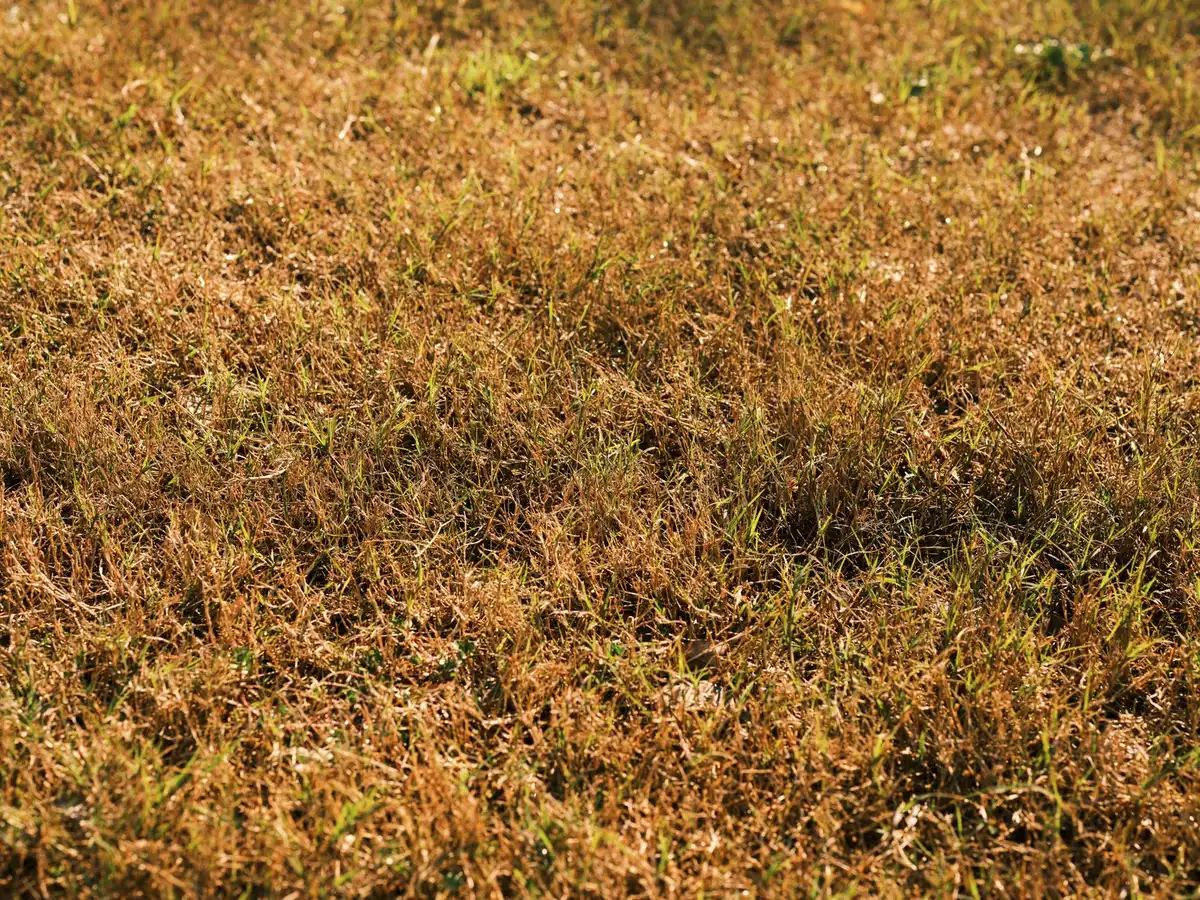 Pelouse jaunie après la canicule estivale, sans intervention immédiate