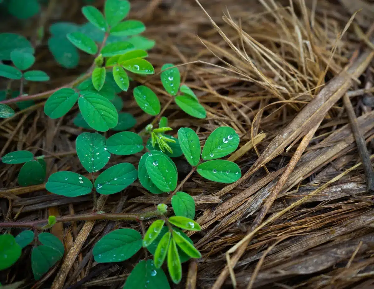 Paillage organique au pied d'une plante pour préserver l'humidité du sol