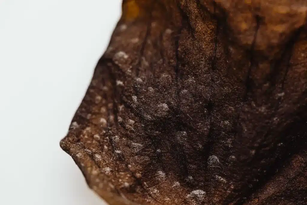 Feuille desséchée et tige verte d'une plante montrant les signes de stress thermique