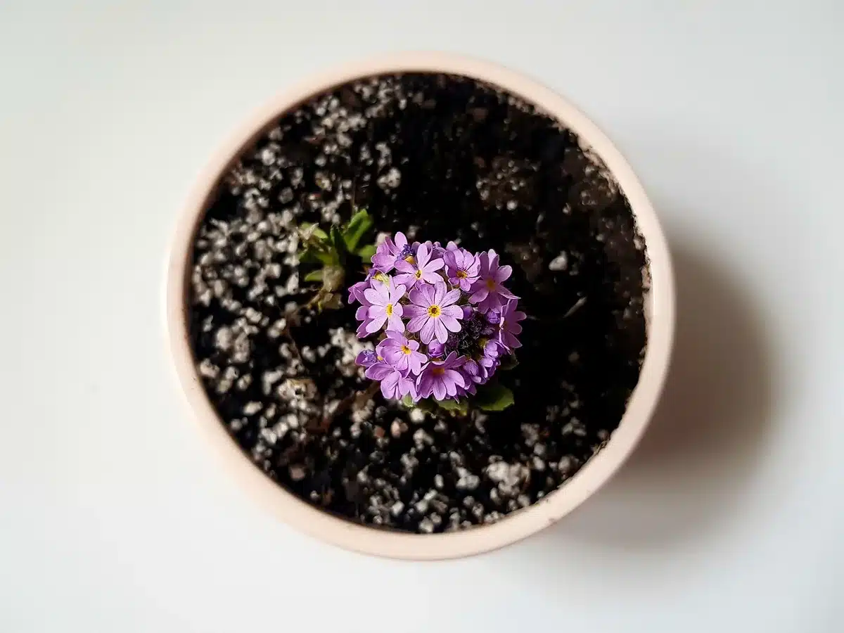 Pot de fleurs instable exposé au vent sur une terrasse