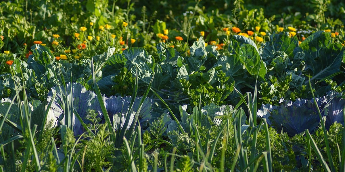7 bonnes raisons de mélanger fleurs et légumes au potager !