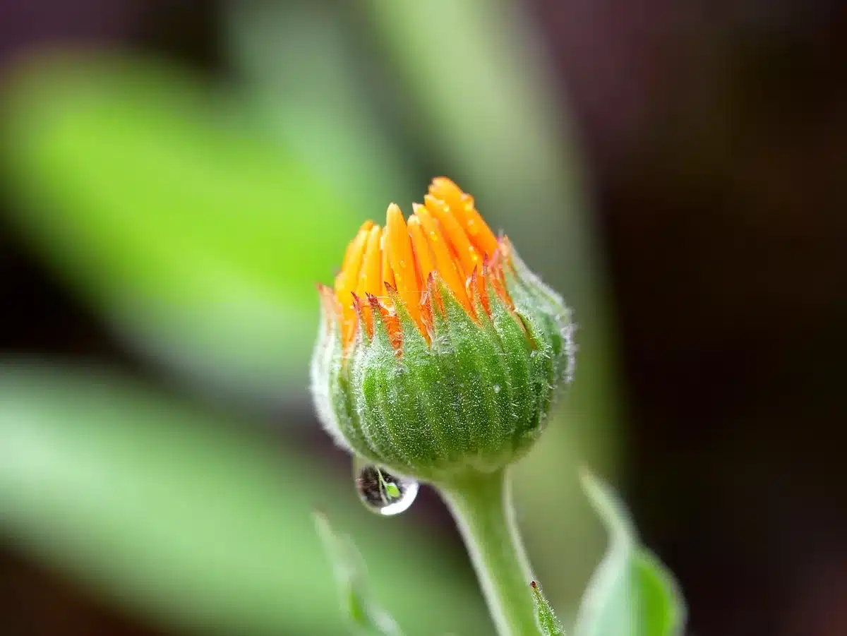 Souci et capucine en fleur près de légumes, fleurs comestibles visibles