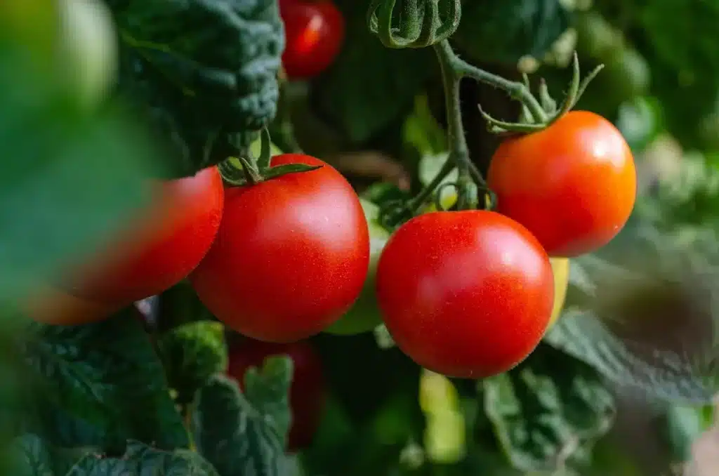 Rangs de potager et binette posée sur terre émiettée après binage