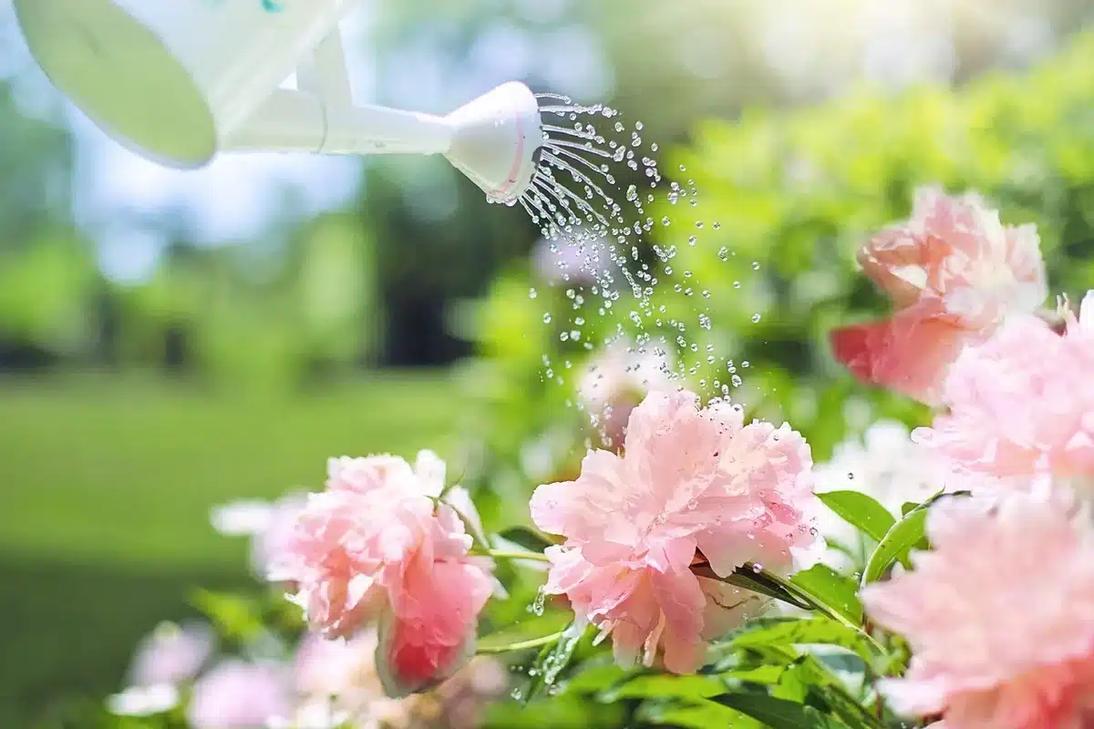 Arrosage lent au pied d'une plante avec un arrosoir ou goutte-à-goutte
