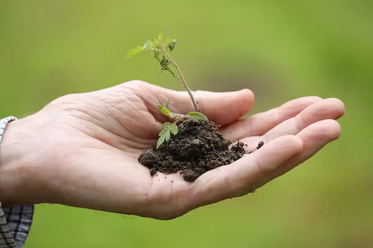 Observation du sol et des plantes d'un jardin au printemps