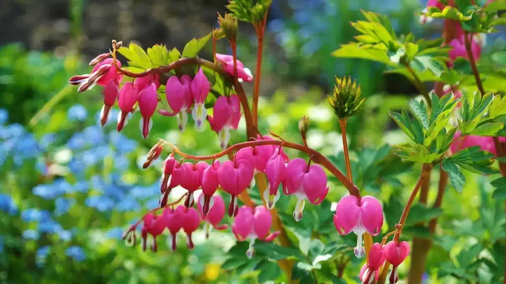 Mains étalant du paillis autour des plantes au printemps dans un jardin ensoleillé