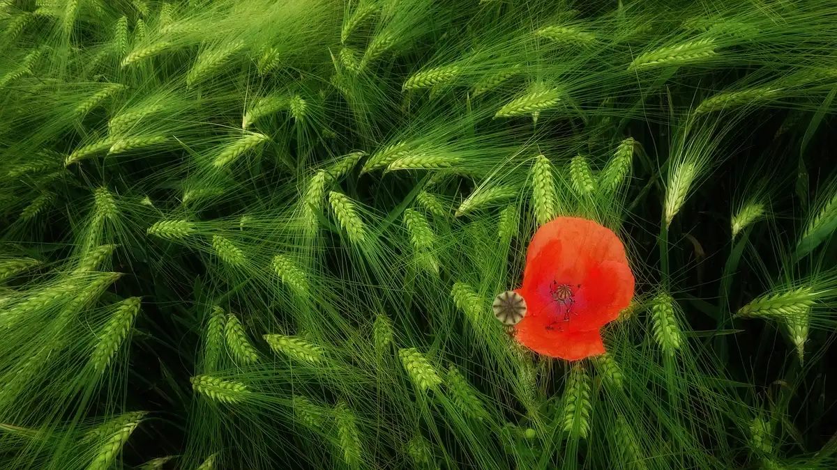 Coquelicot rouge à quatre pétales et feuilles découpées en plein soleil