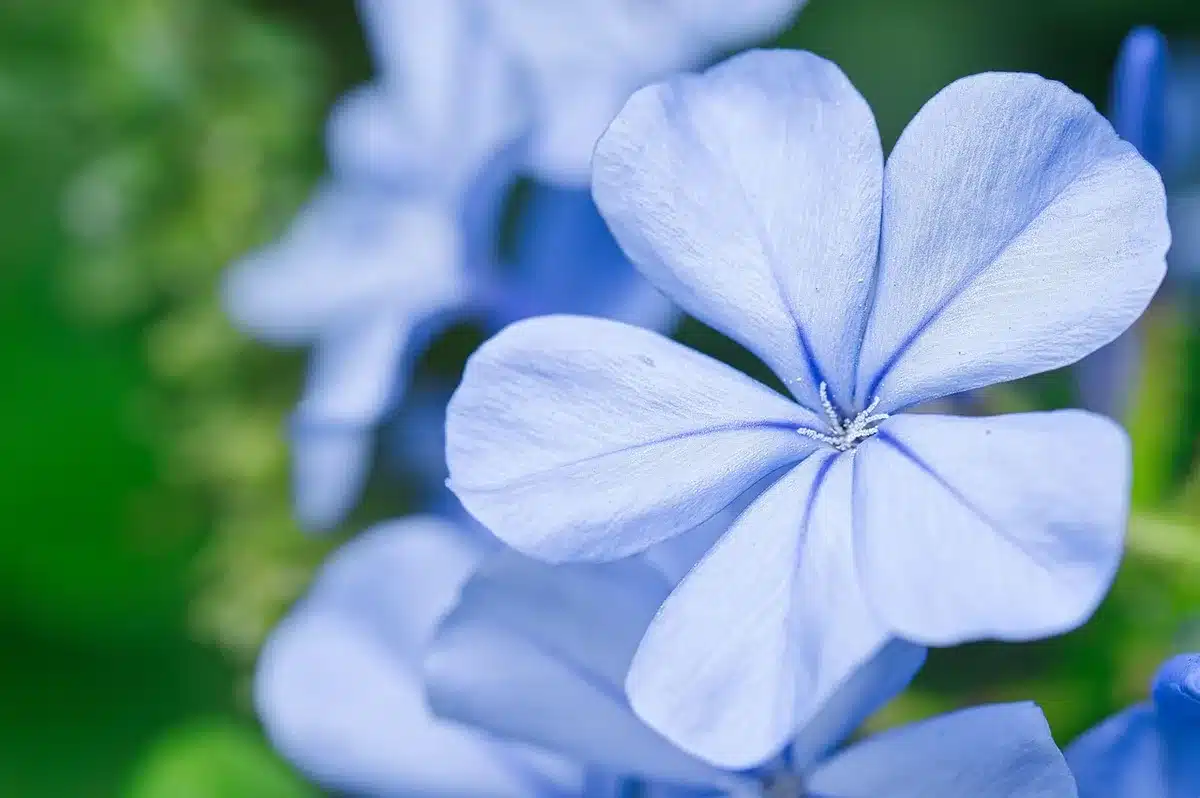 Fleurs nocturnes s'ouvrant à la tombée du jour avec parfum marqué pour attirer les pollinisateurs