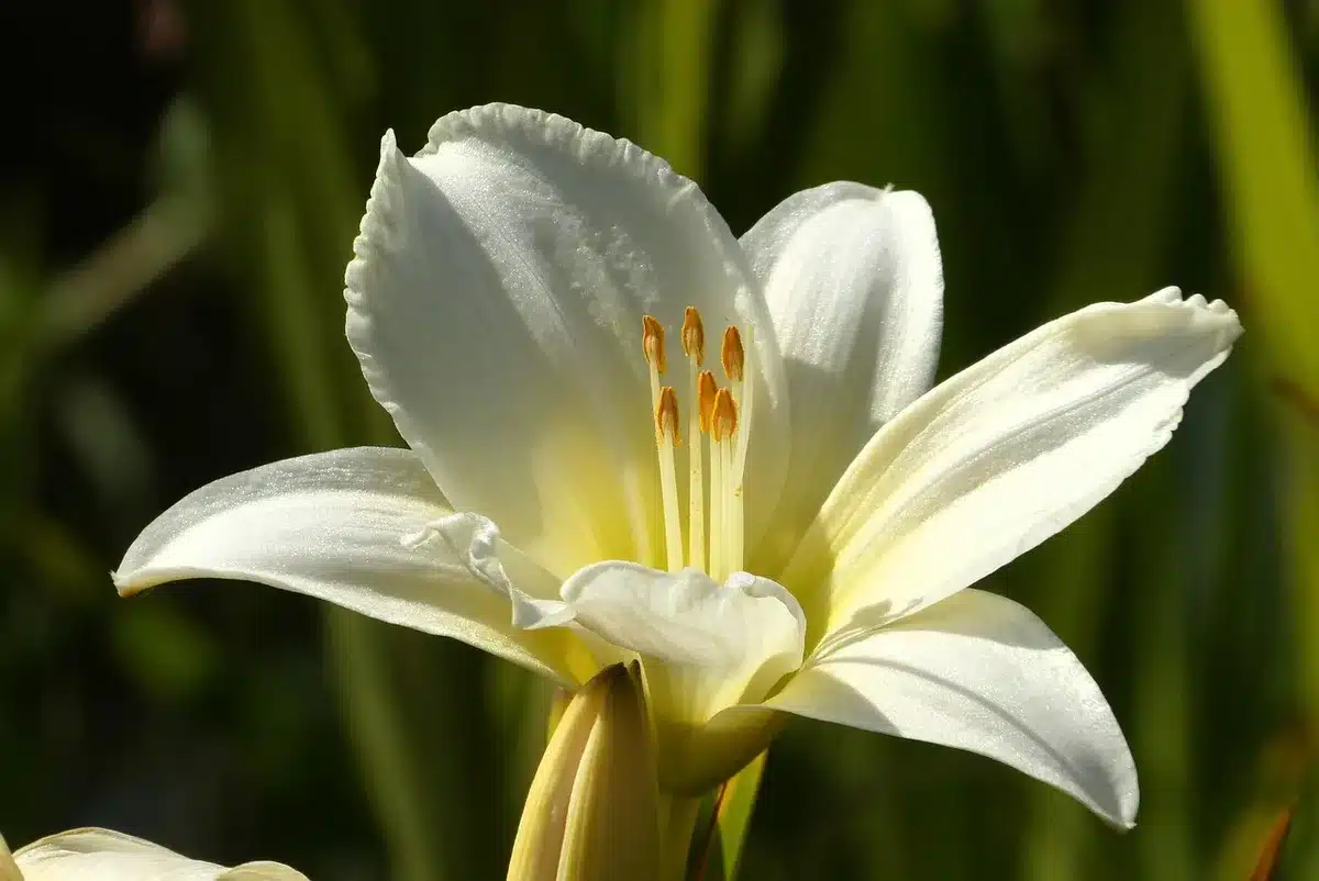 Hémérocalle avec fleurs successives s'épanouissant tout au long de la saison de floraison