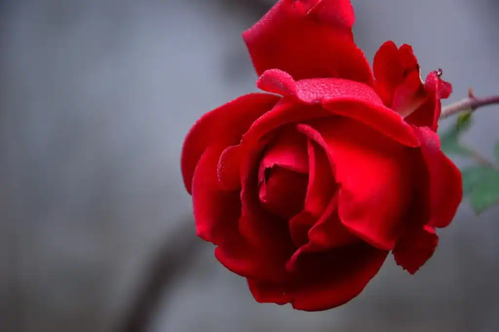 Pétales de fleur délicate s'ouvrant à l'aube avec gouttes de rosée et lumière douce du matin
