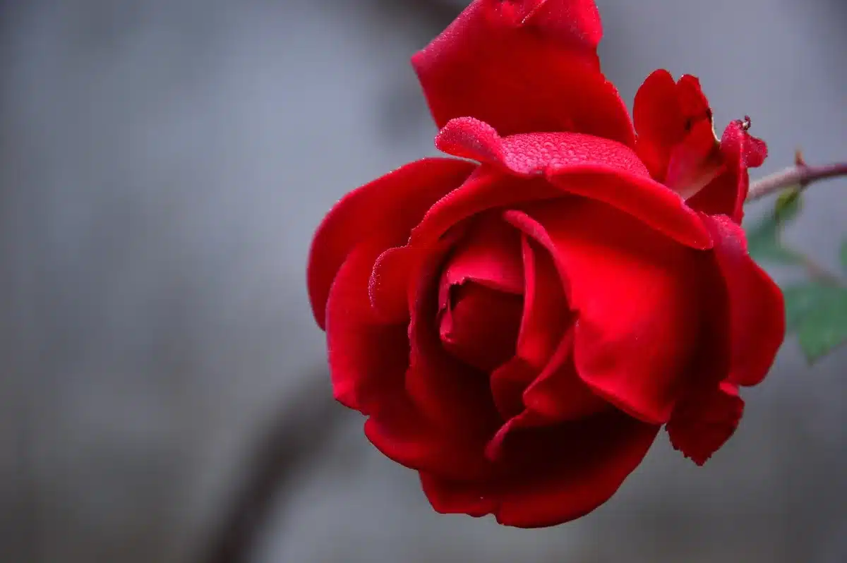 Pétales de fleur délicate s'ouvrant à l'aube avec gouttes de rosée et lumière douce du matin