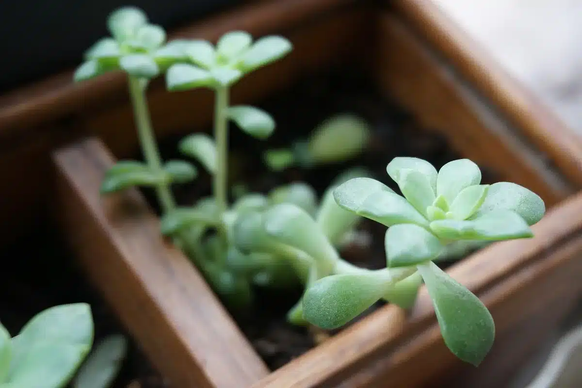 Géranium en pot montrant le terreau réduit et la plante en fleurs