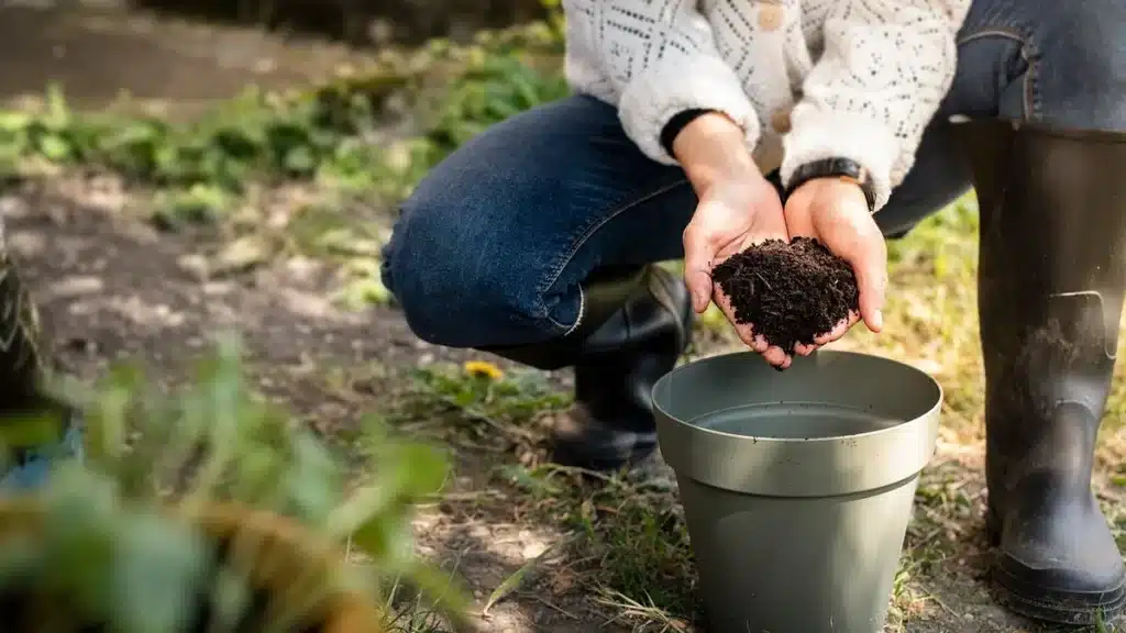Jardinière de géraniums sur balcon en plein jour, mains arrosant les plantes