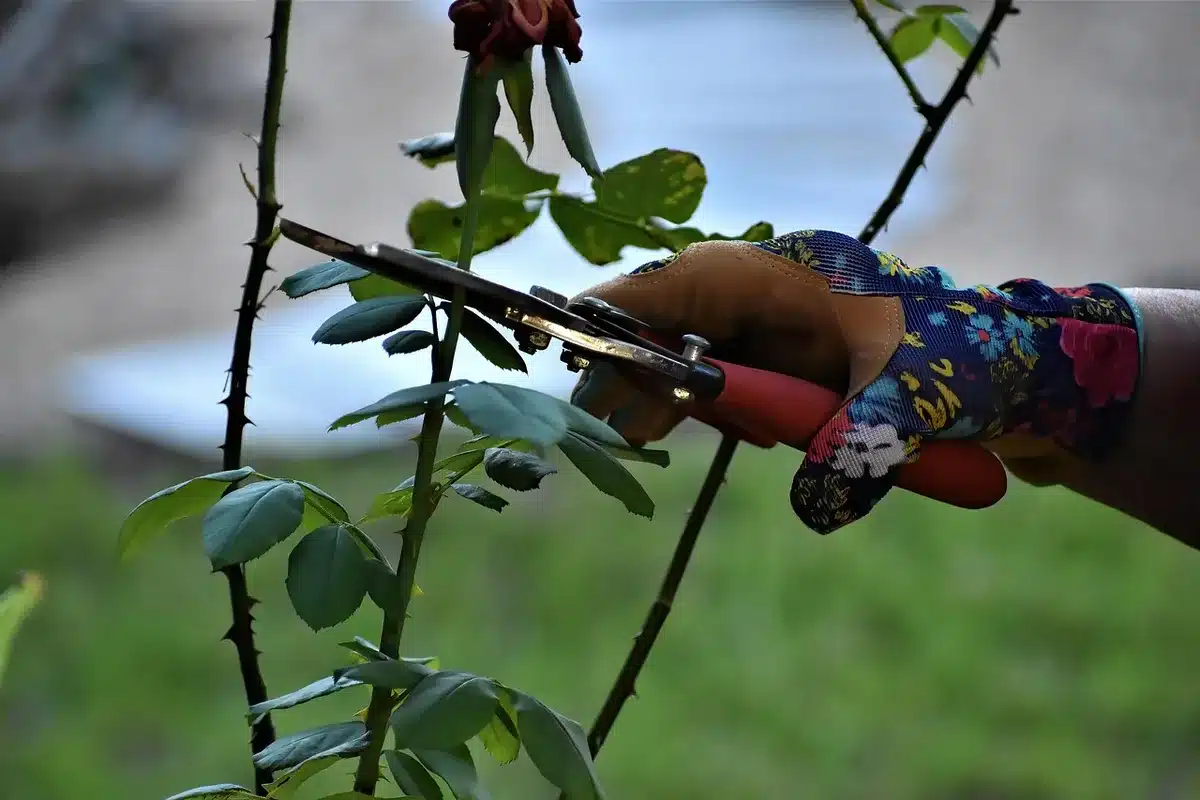 Outils de jardinage et sécateurs pour tailler et entretenir un arbuste
