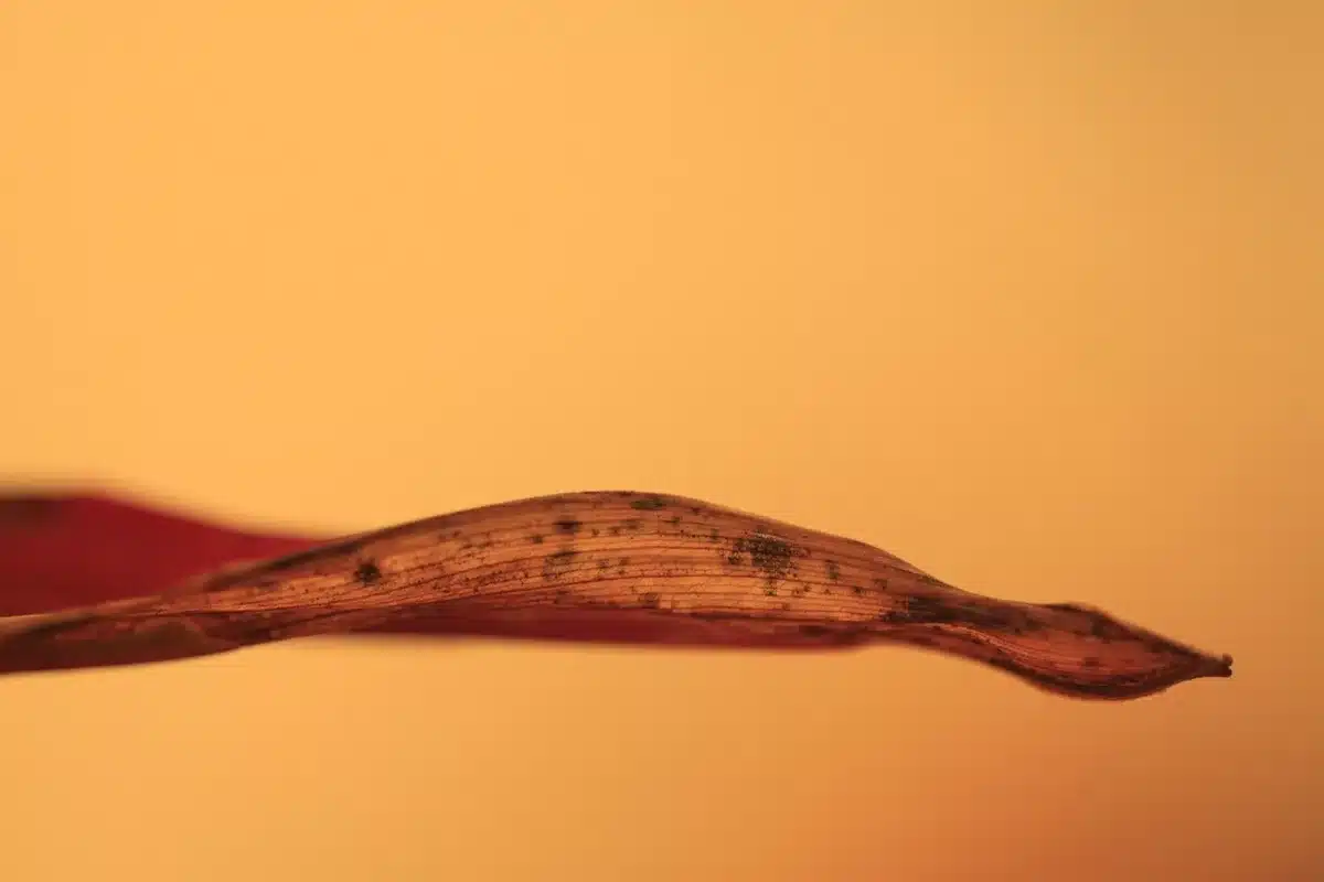 Feuille de vigne avec taches jaunes et duvet au revers évoquant le mildiou