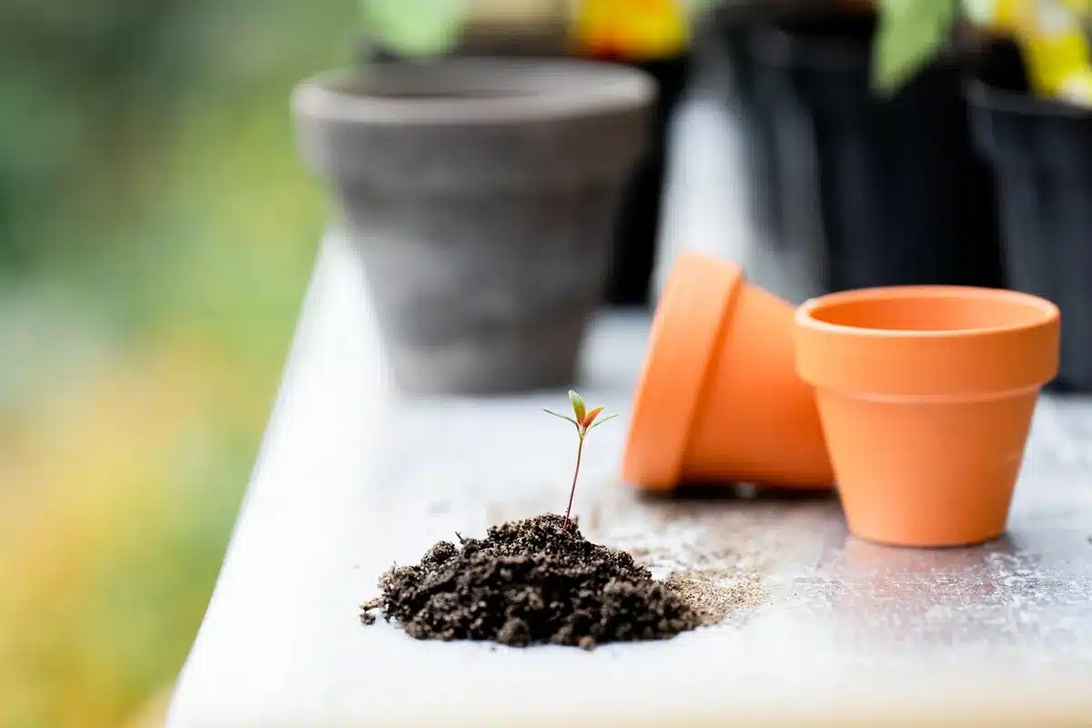 Pot de figuier avec drainage et substrat bien préparé