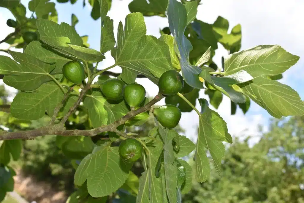 Jeune figuier en pot avec figues vertes sur une terrasse ensoleillée