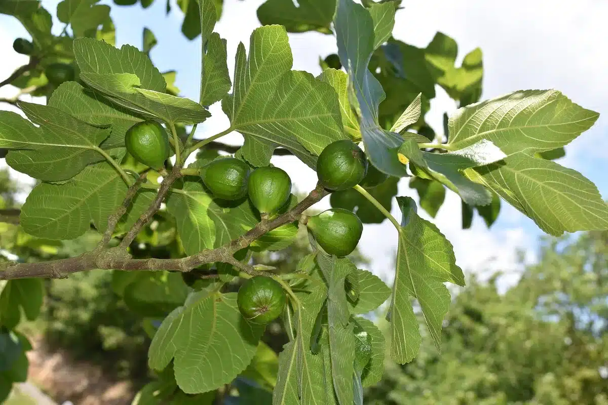 Jeune figuier en pot avec figues vertes sur une terrasse ensoleillée