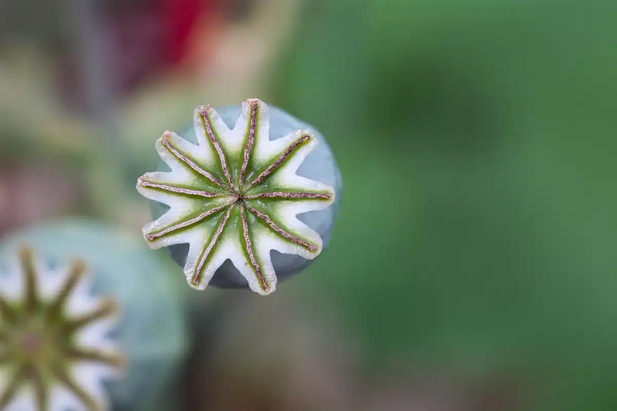 Main inclinant une capsule de coquelicot au‑dessus d'un bol pour récupérer les graines