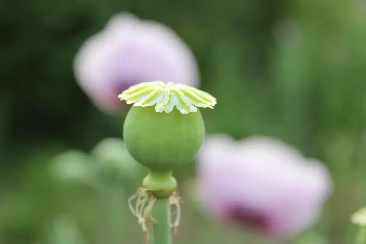 Main éparpillant des graines fines de coquelicot sur un sol nu