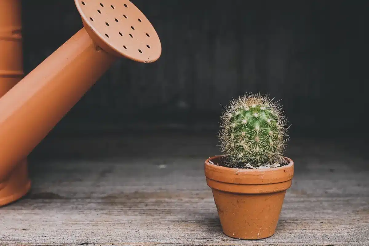 Arrosage régulier d'un mini-rosier en pot avec un arrosoir, montrant le drainage