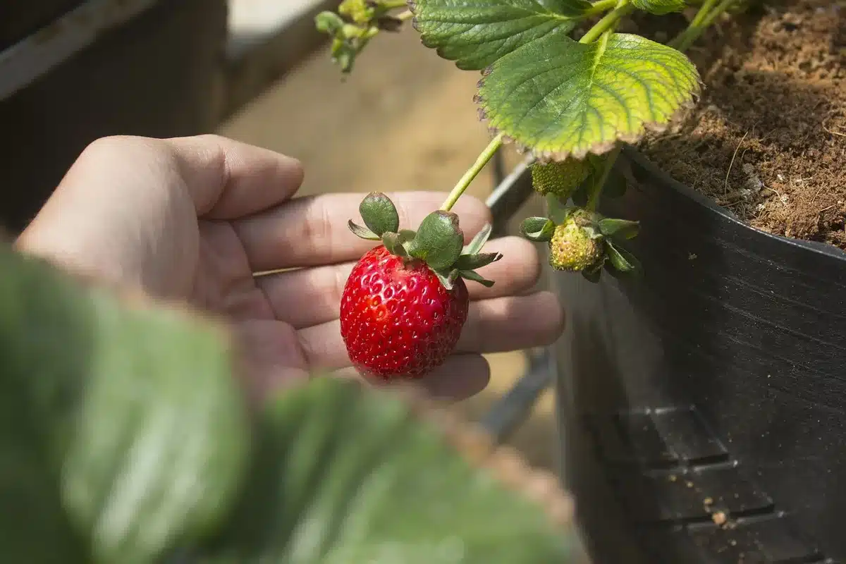 Mains gantées plantant un mini-rosier dans un petit pot avec du terreau et du compost
