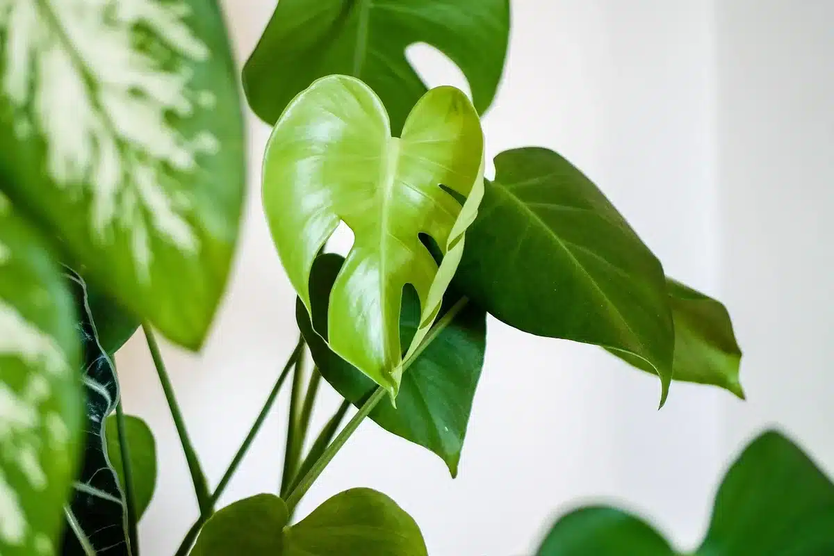 Personne se tenant près d'une plante d'intérieur pour lui parler