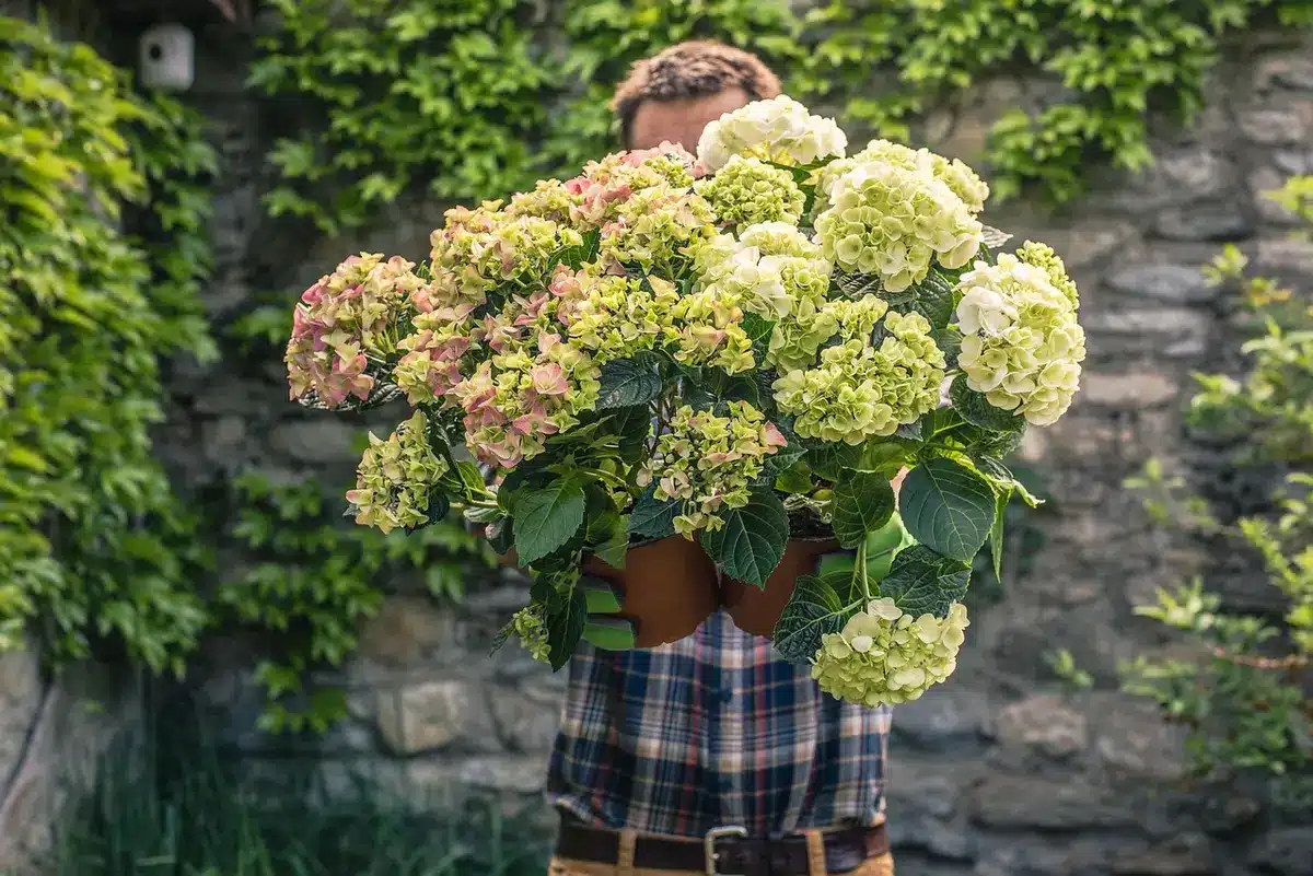 Jeune plantule d'abricotier repiquée dans un pot au printemps