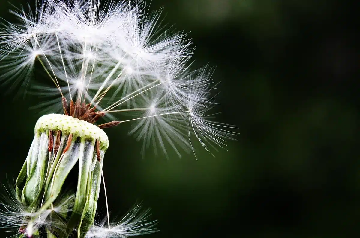 Personne consultant un guide pour identifier des plantes sauvages avant cueillette