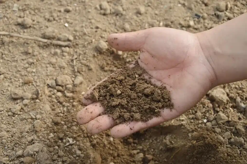 Mains de jardinier plaçant du paillis autour de jeunes plants dans un jardin