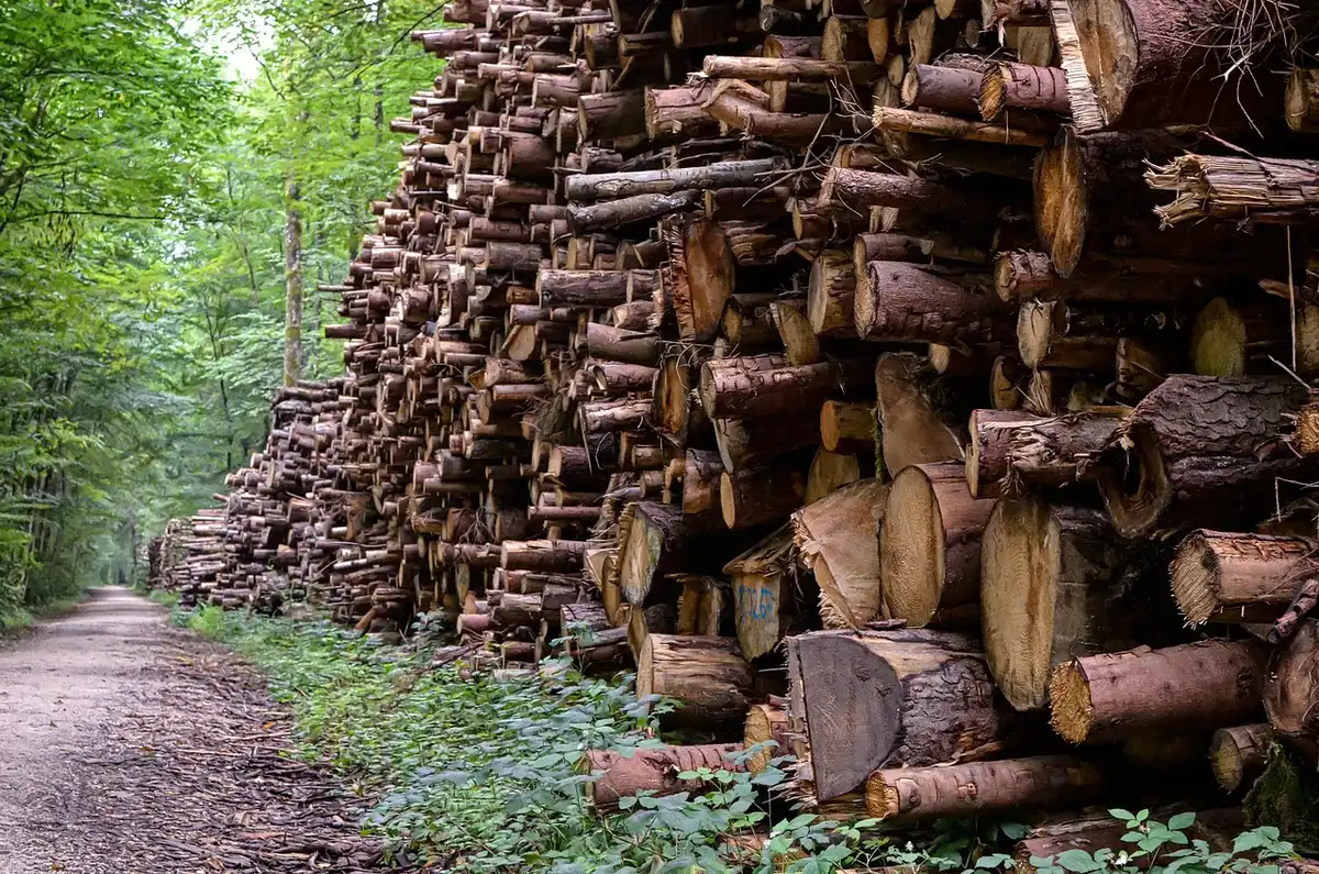 Plan de travail en plein jour avec une pièce de bois serrée et outils de sécurité à proximité