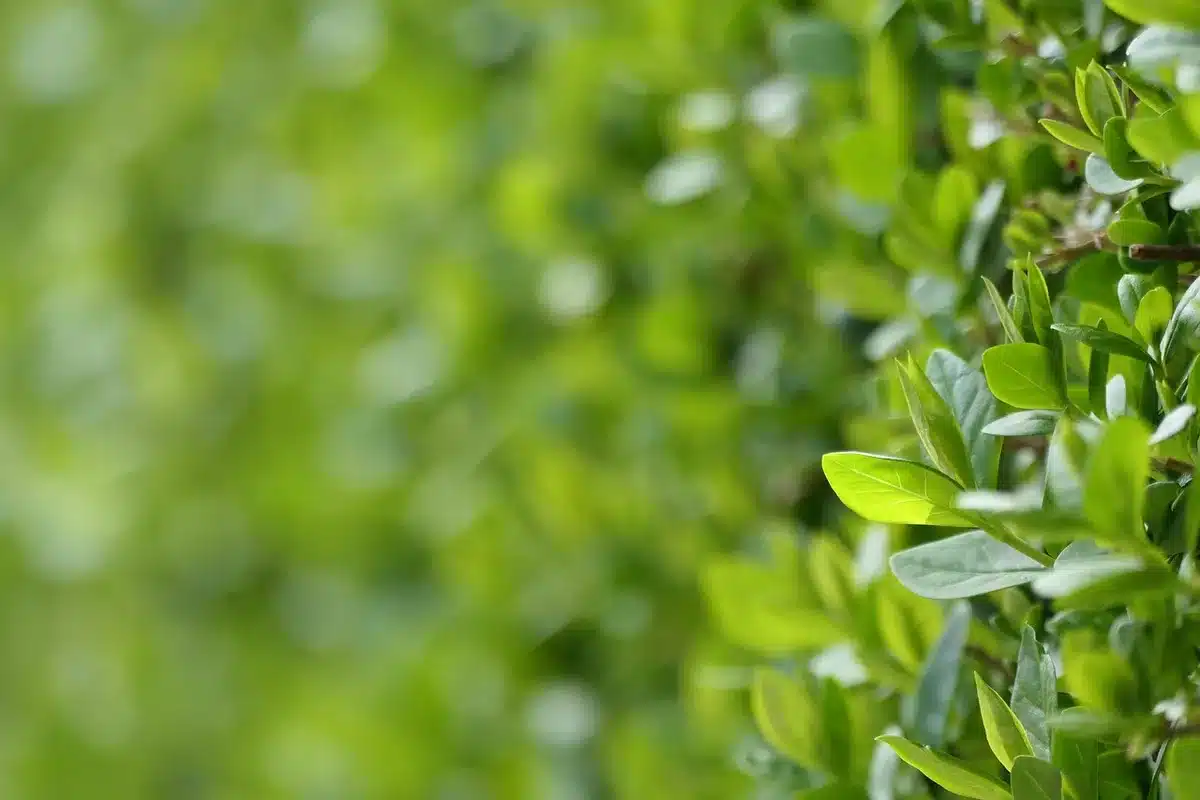 Taille-haie sans fil posé dans un petit jardin, illustrant mobilité et silence