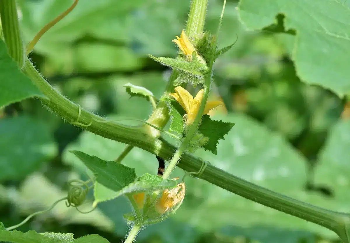 Comparaison de plants de tomates à port déterminé et indéterminé en pleine terre