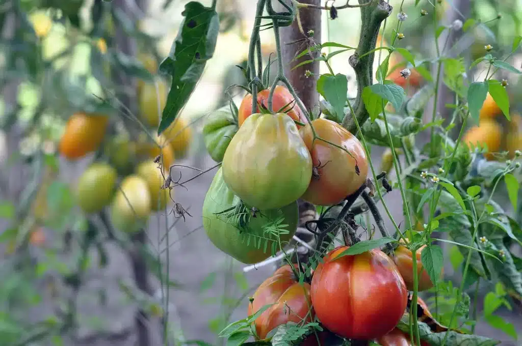 Mains gantées pinçant un gourmand sur des plants de tomates en pleine journée