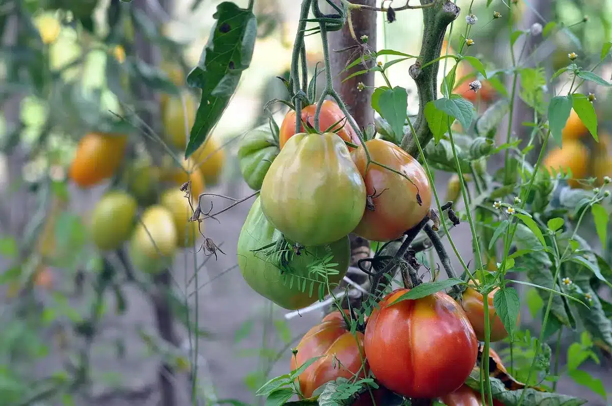 Mains gantées pinçant un gourmand sur des plants de tomates en pleine journée