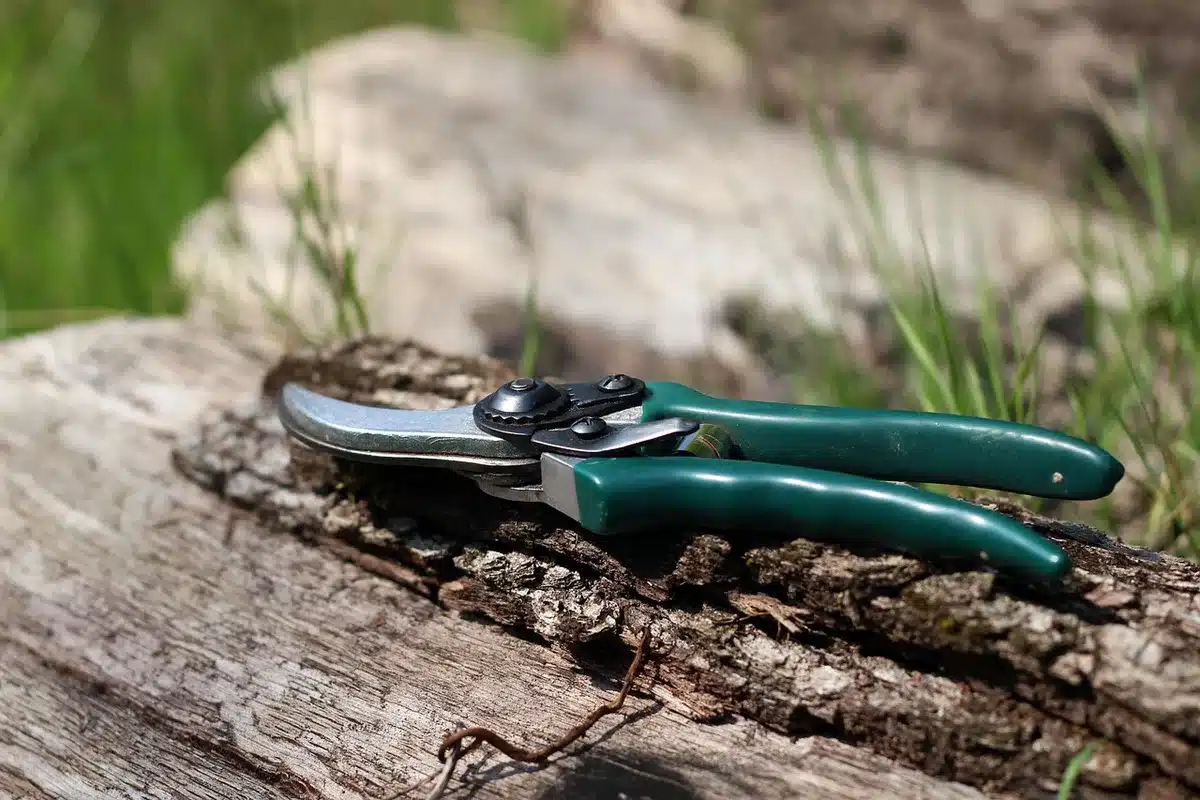 Mains coupant les extrémités d'un basilic avec des ciseaux de jardin