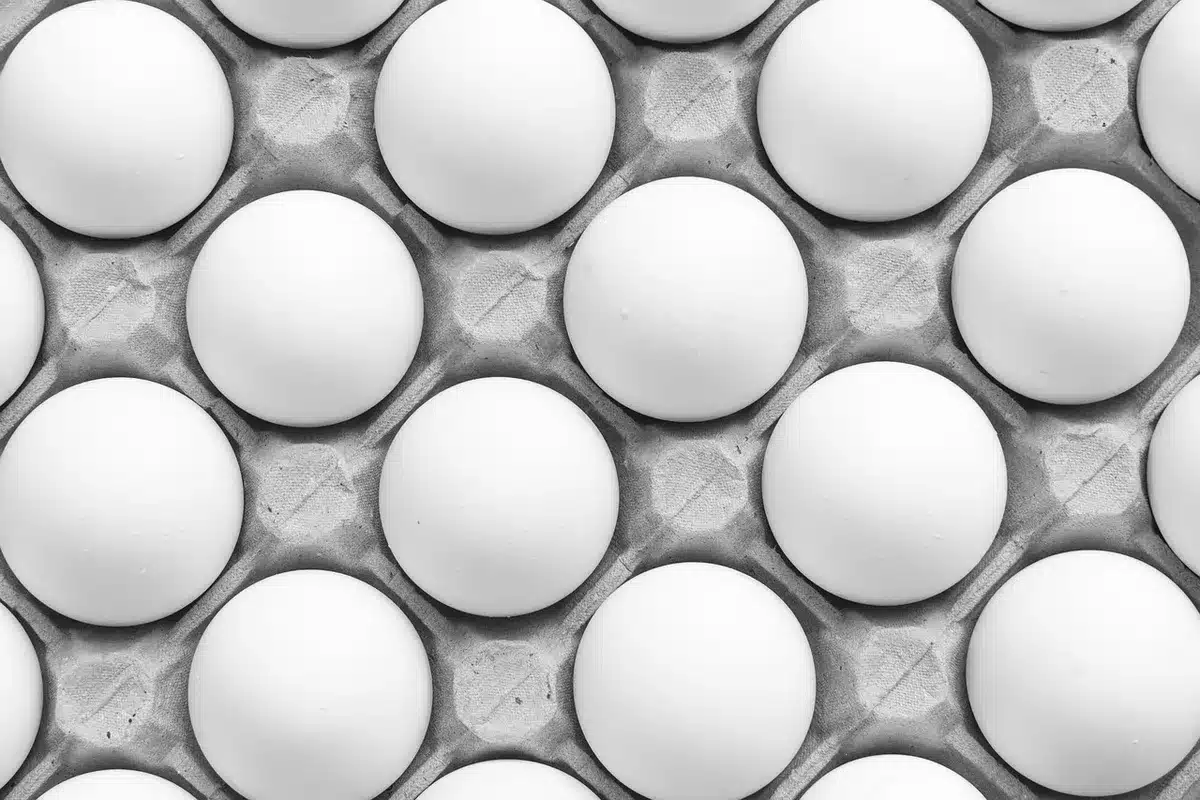Boutures posées dans des petits pots et un plateau de propagation