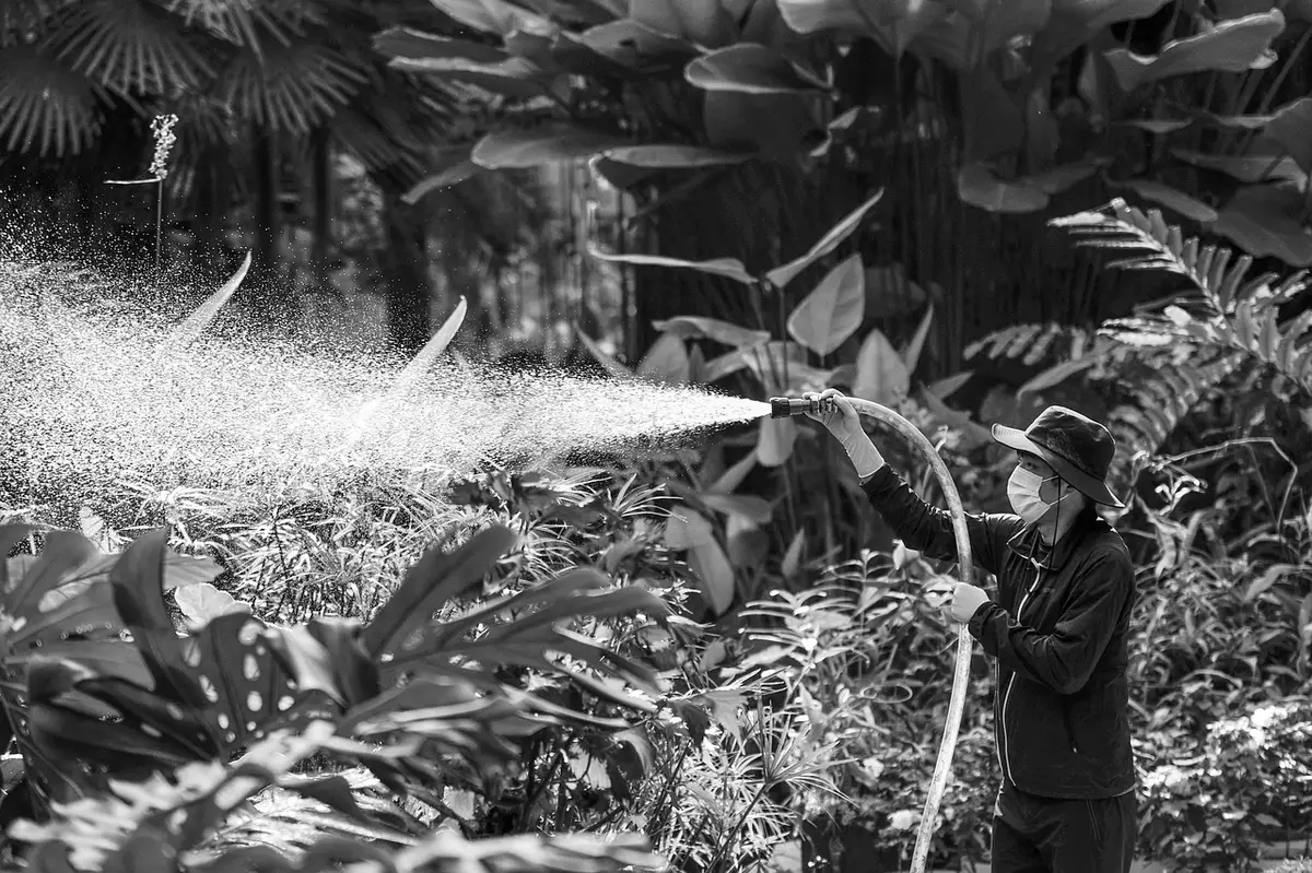 Arrosage au pied profond d'un lit de légumes avec paillis organique