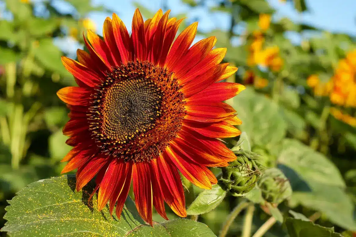 Feuillage de courgette touché par l'oïdium sur un plant en fin d'été