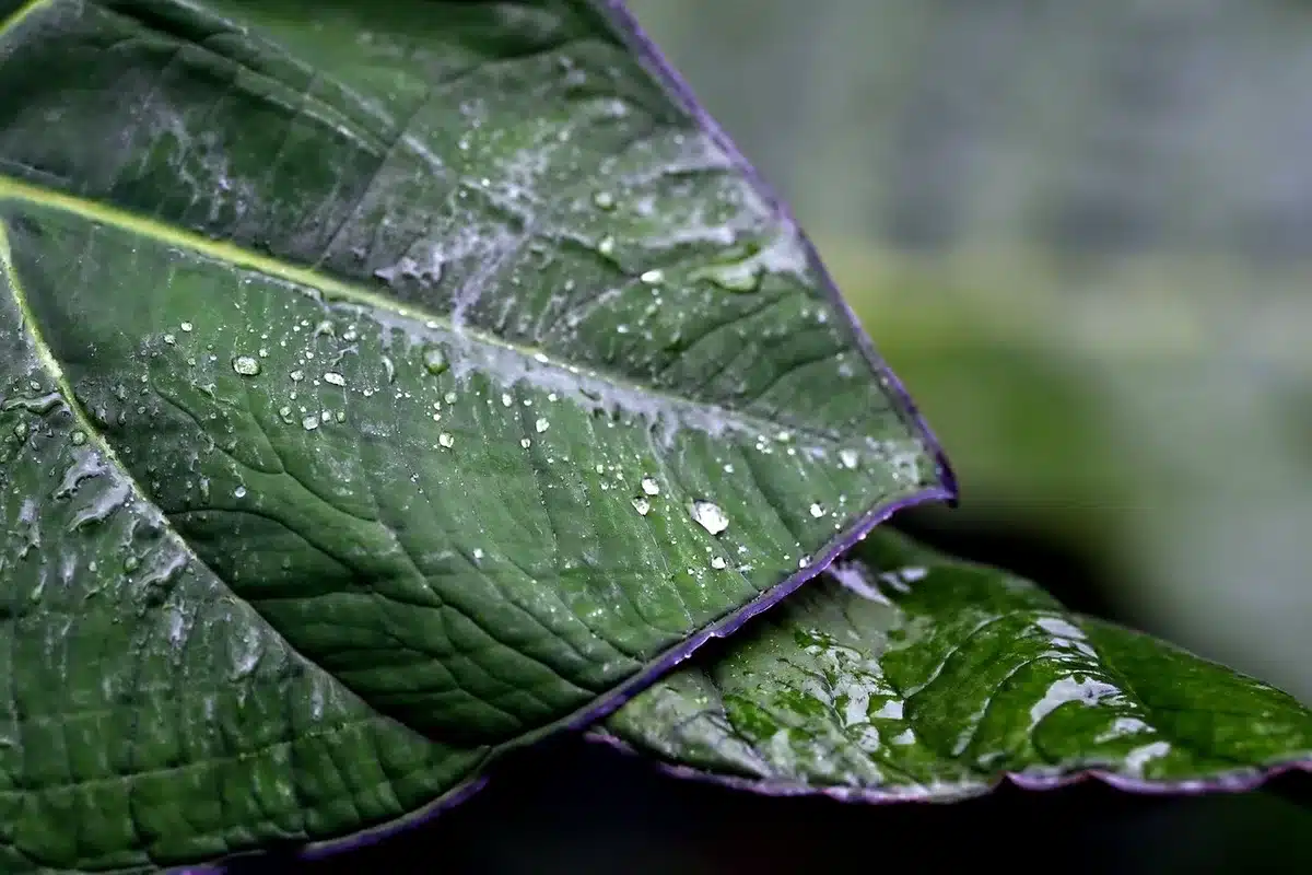 Paillage épais autour de plants conservant l'humidité et limitant les mauvaises herbes