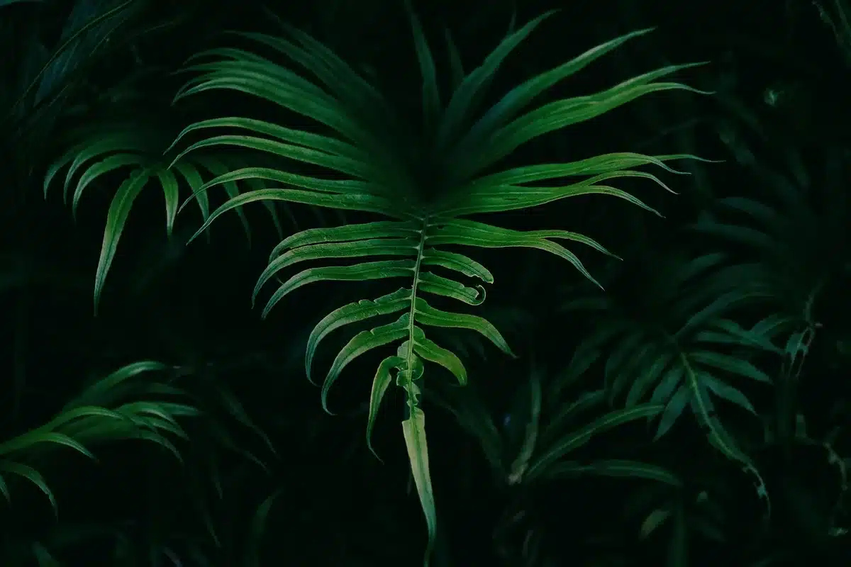 Feuillage de bulbes vert après la floraison en plein jour