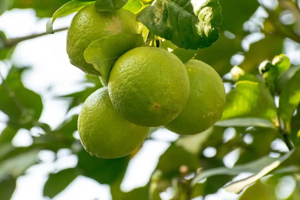 Sol acide et lit de plantation d'un camélia en pleine terre