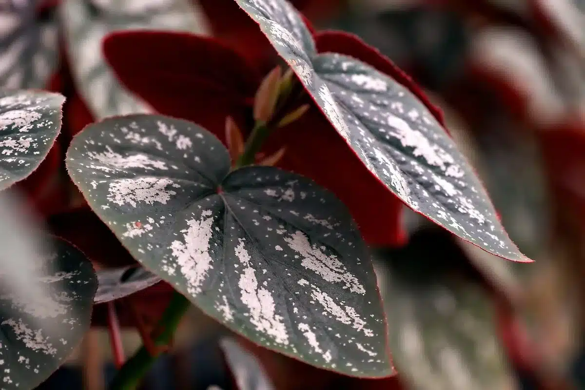 Observation des feuilles et du substrat d’un ficus pour identifier les causes de la chute